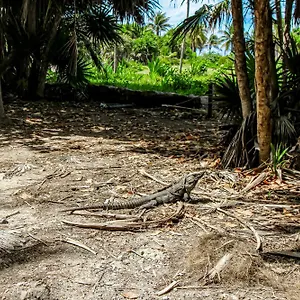 @ Mestiza, 307b Tulum